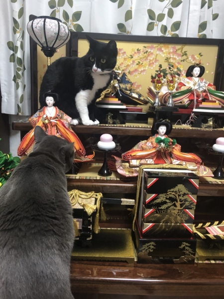 コハクくんとコマチちゃんのひな祭り - 鎌ヶ谷市の犬・猫・その他動物 